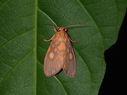 Erebid Moth - Barsine cuneonotatus  Barsine cuneonotatus,Erebid Moth,Fall,Geotagged,Maddela,Moth,Philippines