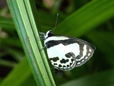 Straight Pierrot - Caleta roxus angustior Sub-species of Straight Pierrot - Caleta roxus angustior Butterfly,Fall,Geotagged,Maddela,Philippines,Pycnophallium roxus,Straight Pierrot