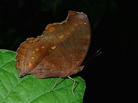 Brown Pansy - Junonia hedonia ida Sub-species of Brown Pansy - Junonia hedonia ida, recorded from Philippines. Brown Pansy,Butterfly,Fall,Geotagged,Junonia hedonia ida,Maddela,Philippines