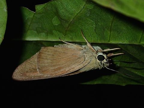 Brown Awl - Badamia exclamationis  Badamia exclamationis,Brown Awl,Fall,Geotagged,Maddela,Moth,Philippines