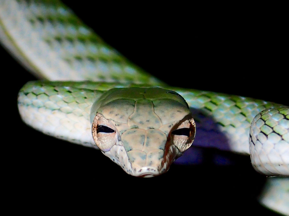 Looking at you! Juvenile Asian Vine Snake, seen during a night walk, length around 40 cm.<br />
It was resting on a big leaf next to a small stream. Ahaetulla prasina,Asian Vine Snake,Fall,Geotagged,Maddela,Oriental whipsnake,Philippines,Snake,Vine Snake