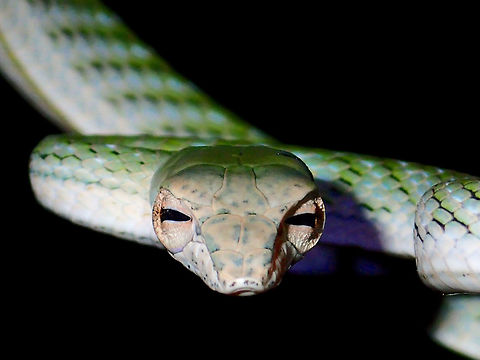 Looking at you! Juvenile Asian Vine Snake, seen during a night walk, length around 40 cm.
It was resting on a big leaf next to a small stream. Ahaetulla prasina,Asian Vine Snake,Fall,Geotagged,Maddela,Oriental whipsnake,Philippines,Snake,Vine Snake