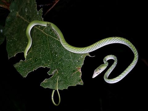 Light on the leaf Juvenile Asian Vine Snake, resting on a big leaf, looks very light in weight.  Lenght of the snake is around 40 cm. Ahaetulla prasina,Asian Vine Snake,Fall,Geotagged,Maddela,Oriental whipsnake,Philippines,Snake,Vine Snake