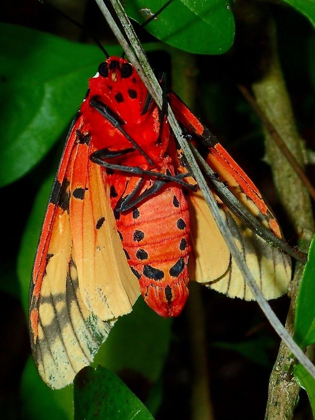 I'm Red! Tiger Moth - Areas galactina Areas galactina,Fall,Frasers Hill,Geotagged,Malaysia,Moth,Tiger Moth
