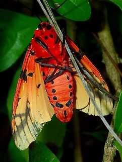I'm Red! Tiger Moth - Areas galactina Areas galactina,Fall,Frasers Hill,Geotagged,Malaysia,Moth,Tiger Moth