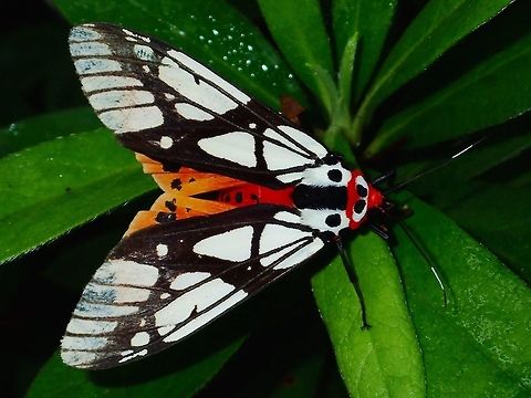 Tiger Moth - Areas galactina  Areas galactina,Fall,Frasers Hill,Geotagged,Malaysia,Moth,Tiger Moth