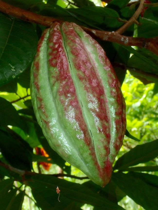 Cacao Fruit - Theobroma cacao  Cacao tree,Fall,Geotagged,Maddela,Philippines,Theobroma cacao