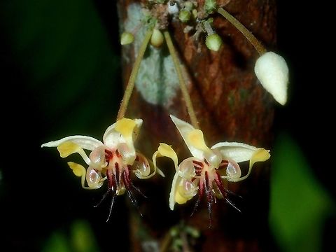 Cacao Flower - Theobroma cacao Flowers of Cacao tree - Theobroma cacao, fairly small, between 1-2 cm in size and growing from main trunk/branch of the trees. Albay,Cacao,Cacao tree,Fall,Flower,Geotagged,Philippines,Theobroma cacao