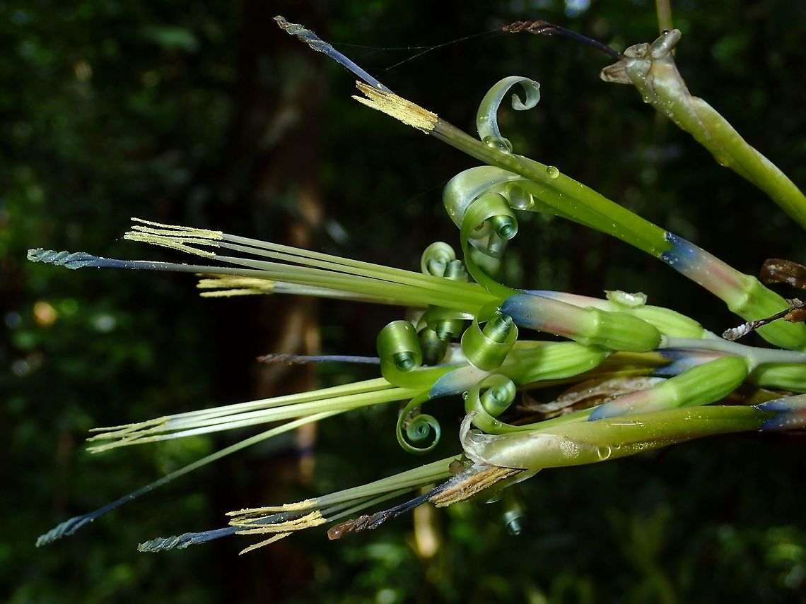 Angel's Tears - Bilbergia &times; windii Saw this plant along the trail to Maddela falls. Usually, I find orchids on tree trunks but this one doesn't looks like one.<br />
<br />
Just found out, this is a hybrid cultivar of the genus Billbergia in the Bromeliad family. Angel's Tears,Billbergia,Billbergia sp,Billbergia x windii,Fall,Flower,Geotagged,Maddela,Philippines,Plant