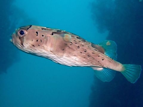 Porcupine Pufferfish - Diodon holocanthus  Bali,Diodon holocanthus,Fish,Geotagged,Indonesia,Longspined porcupinefish,Porcupinefish,Spring
