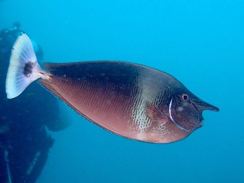 Spotted Unicornfish - Naso brevirostris  Bali,Fish,Geotagged,Indonesia,Naso brevirostris,Spotted Unicornfish,Spring,Unicornfish