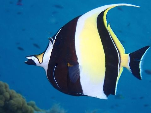 Moorish Idol - Zanclus cornutus  Bali,Fish,Geotagged,Indonesia,Moorish idol,Spring,Zanclus cornutus