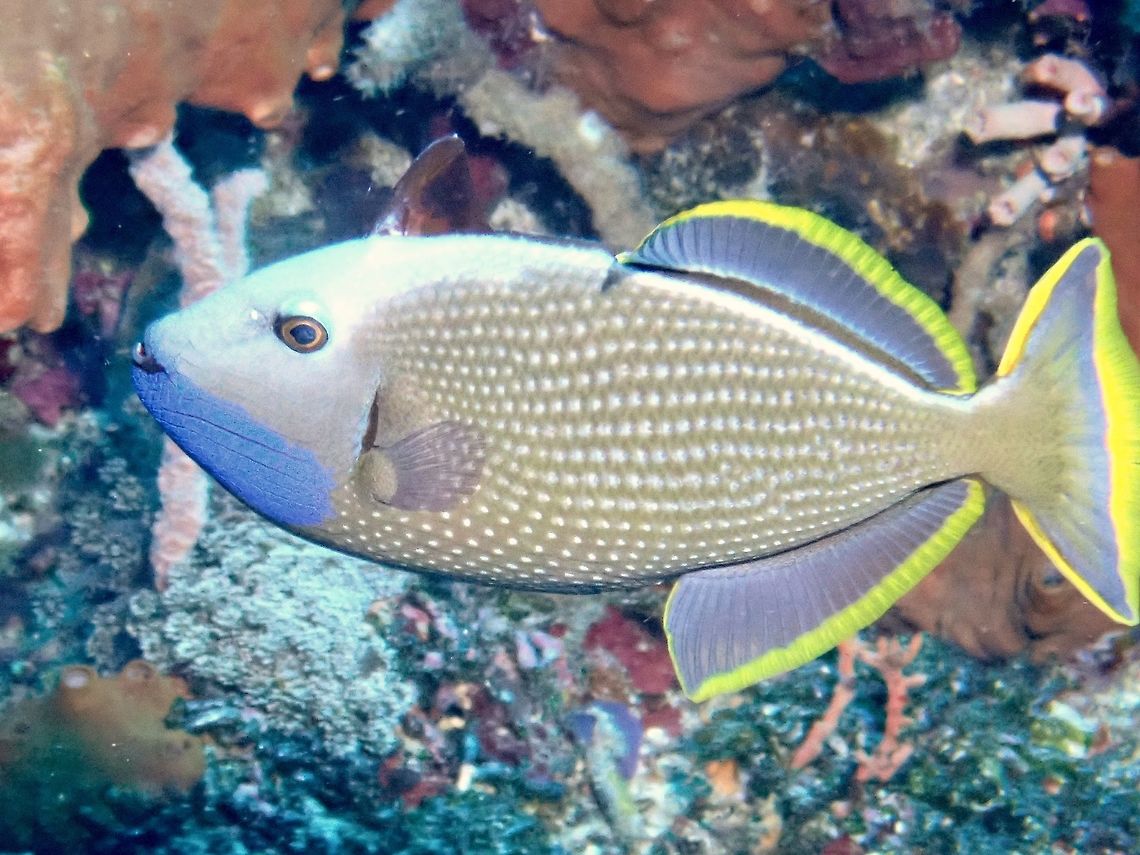Gilded Triggerfish - Xanthichthys auromarginatus The Gilded Triggerfish - Xanthichthys auromarginatus is also known as Blue-Throated Triggerfish.<br />
Steel blue with white scale spots; large blue patch on lower head; yellow margins on dorsal, anal and tail fins.<br />
 Bali,Fish,Geotagged,Gilded Triggerfish,Indonesia,Spring,Triggerfish,Xanthichthys auromarginatus