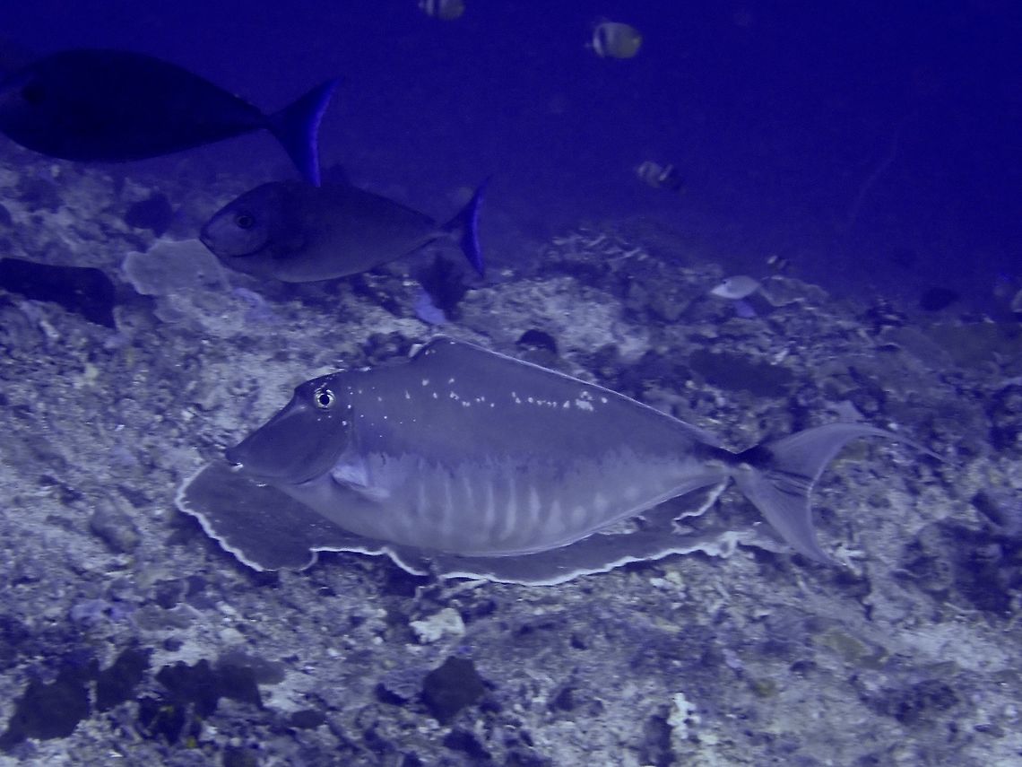 Humpback Unicornfish - Naso brachycentro  Bali,Fish,Geotagged,Humpback unicornfish,Indonesia,Naso brachycentron,Spring,Unicornfish