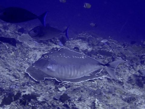 Humpback Unicornfish - Naso brachycentro  Bali,Fish,Geotagged,Humpback unicornfish,Indonesia,Naso brachycentron,Spring,Unicornfish