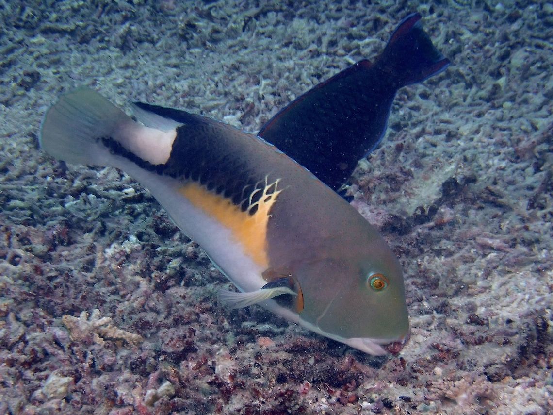 Anchor Tuskfish - Choerodon anchorago The Anchor Tuskfish - Choerodon anchorago is also known as the Orange-dotted Tuskfish. Bali,Choerodon anchorago,Fish,Geotagged,Indonesia,Orange-dotted tuskfish,Spring,Tuskfish