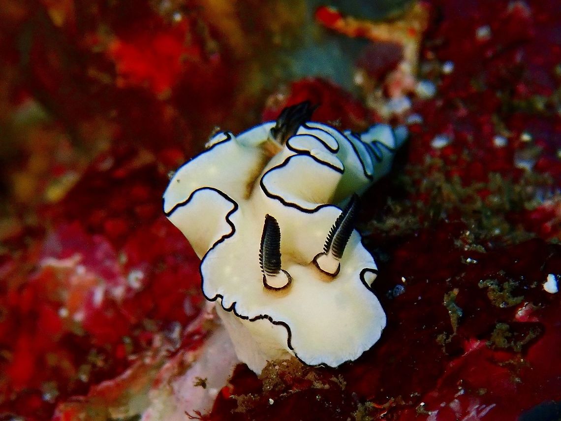 Nudibranch - Glossodoris sibogae This Nudibranch - Glossodoris sibogae is known from Indonesia, Fiji and French Polynesia.<br />
They looks similar to  Glossodoris atromarginata but colour much more intense, with background colour a bright brownish yellow. Differs from G. atromarginata in having radular teeth of half the size. Bali,Doriprismatica sibogae,Geotagged,Indonesia,Nudibranch,Padang Bai,Spring