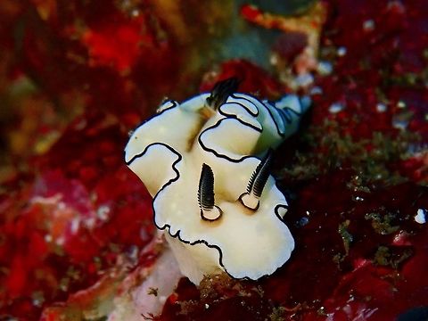 Doriprismatica sibogae