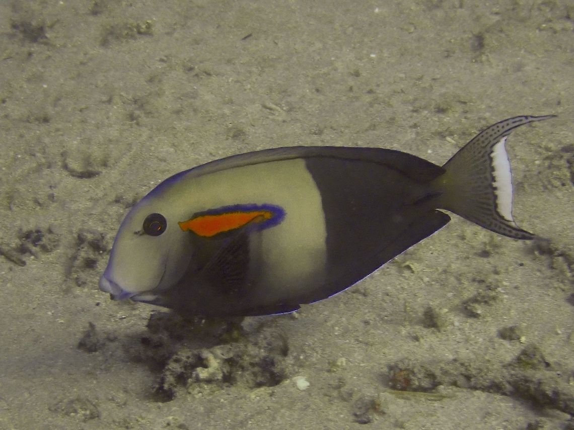 Orange Band Surgeonfish - Acanthurus olivaceus  Acanthurus olivaceus,Bali,Fish,Geotagged,Indonesia,Orange Band Surgeonfish,Padang Bai,Spring,Surgeonfish
