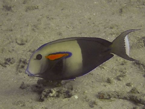 Orange Band Surgeonfish - Acanthurus olivaceus  Acanthurus olivaceus,Bali,Fish,Geotagged,Indonesia,Orange Band Surgeonfish,Padang Bai,Spring,Surgeonfish