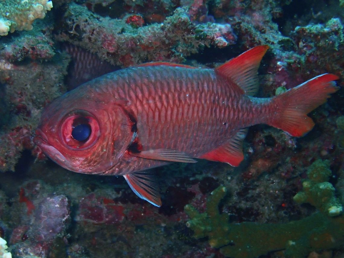 East Indian Soldierfish - Myripristis trachyacron The East Indian Soldierfish - Myripristis trachyacron is shades of red; reddish fins with narrow white margins, blackish tips on rear lobes of dorsal, anal and tail fins, only slight dusky margin on gill cover. Bali,East Indian Soldierfish,Fish,Geotagged,Indonesia,Myripristis trachyacron,Padang Bai,Soldierfish,Spring