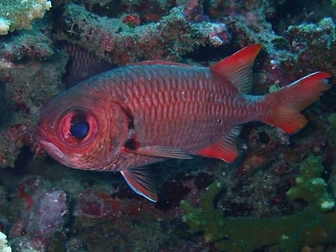 East Indian Soldierfish