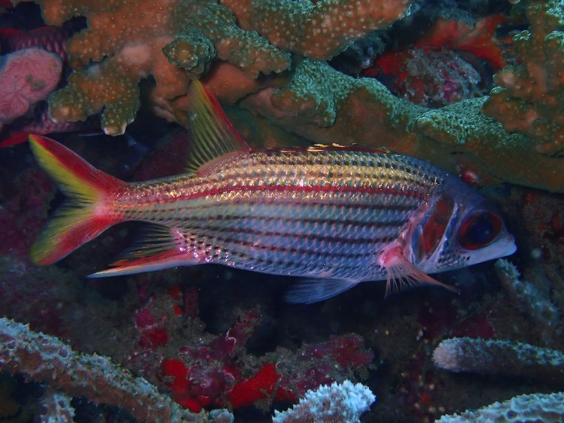 Spotfin Squirrelfish - Neoniphon sammara The Spotfin Squirrelfish - Neoniphon sammara is silvery with thin dark red to blackish stripes; reddish spiny dorsal fin with large black spot at front, white spine tips and white spots along base. Bali,Fish,Geotagged,Indonesia,Neoniphon sammara,Padang Bai,Sammara squirrelfish,Spring,Squirrelfish
