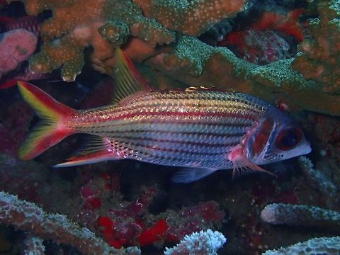 Spotfin Squirrelfish - Neoniphon sammara The Spotfin Squirrelfish - Neoniphon sammara is silvery with thin dark red to blackish stripes; reddish spiny dorsal fin with large black spot at front, white spine tips and white spots along base. Bali,Fish,Geotagged,Indonesia,Neoniphon sammara,Padang Bai,Sammara squirrelfish,Spring,Squirrelfish