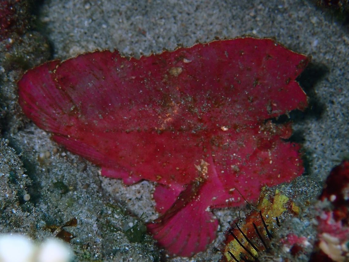 Leaf Scorpionfish - Taenianotus triacanthus The Leaf Scorpionfish - Taenianotus triacanthus can be highly variable in colours.<br />
They comes in all white, brown, black, yellow, green and pink.<br />
The more common colours are whites and brown. Bali,Fish,Geotagged,Indonesia,Leaf scorpionfish,Padang Bai,Scorpionfish,Spring,Taenianotus triacanthus