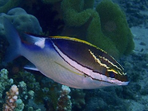 Two-Lined Monocle Bream - Scolopsis bilineata  Bali,Fish,Geotagged,Indonesia,Padang Bai,Scolopsis bilineata,Spring,Two-lined monocle bream