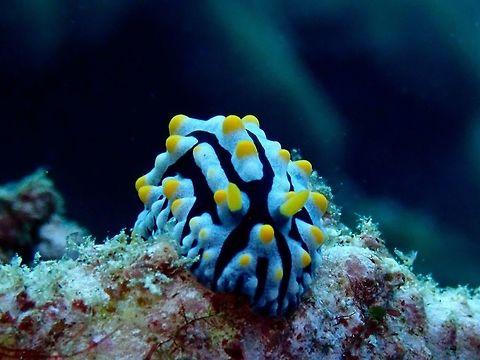 Sea Slug - Phyllidia varicosa  Bali,Geotagged,Indonesia,Padang Bai,Phyllidia varicosa,Sea Slug,Spring