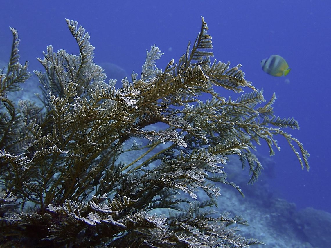 Stinging Hydroid - Aglaophenia cupressina  Aglaophenia cupressina,Bali,Corals,Geotagged,Hydroid,Indonesia,Padang Bai,Spring,Stinging Hydroid