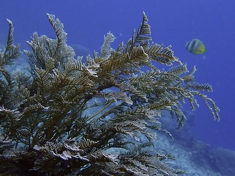 Stinging Hydroid - Aglaophenia cupressina  Aglaophenia cupressina,Bali,Corals,Geotagged,Hydroid,Indonesia,Padang Bai,Spring,Stinging Hydroid