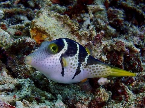 Saddled Toby - Canthigaster valentin  Bali,Canthigaster valentini,Fish,Geotagged,Indonesia,Padang Bai,Spring,Toby,Valentinnis sharpnose puffer
