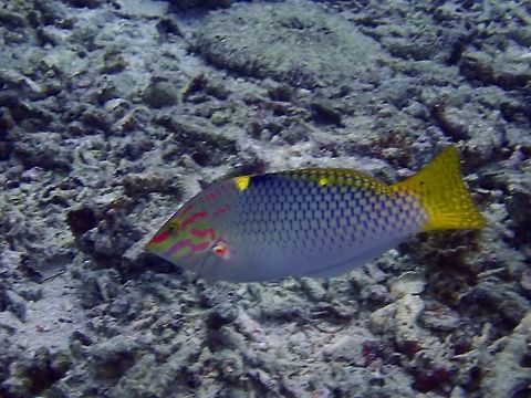 Checkerboard Wrasse - Halichoeres hortulanus  Bali,Checkerboard wrasse,Fish,Geotagged,Halichoeres hortulanus,Indonesia,Padang Bai,Spring,Wrasse