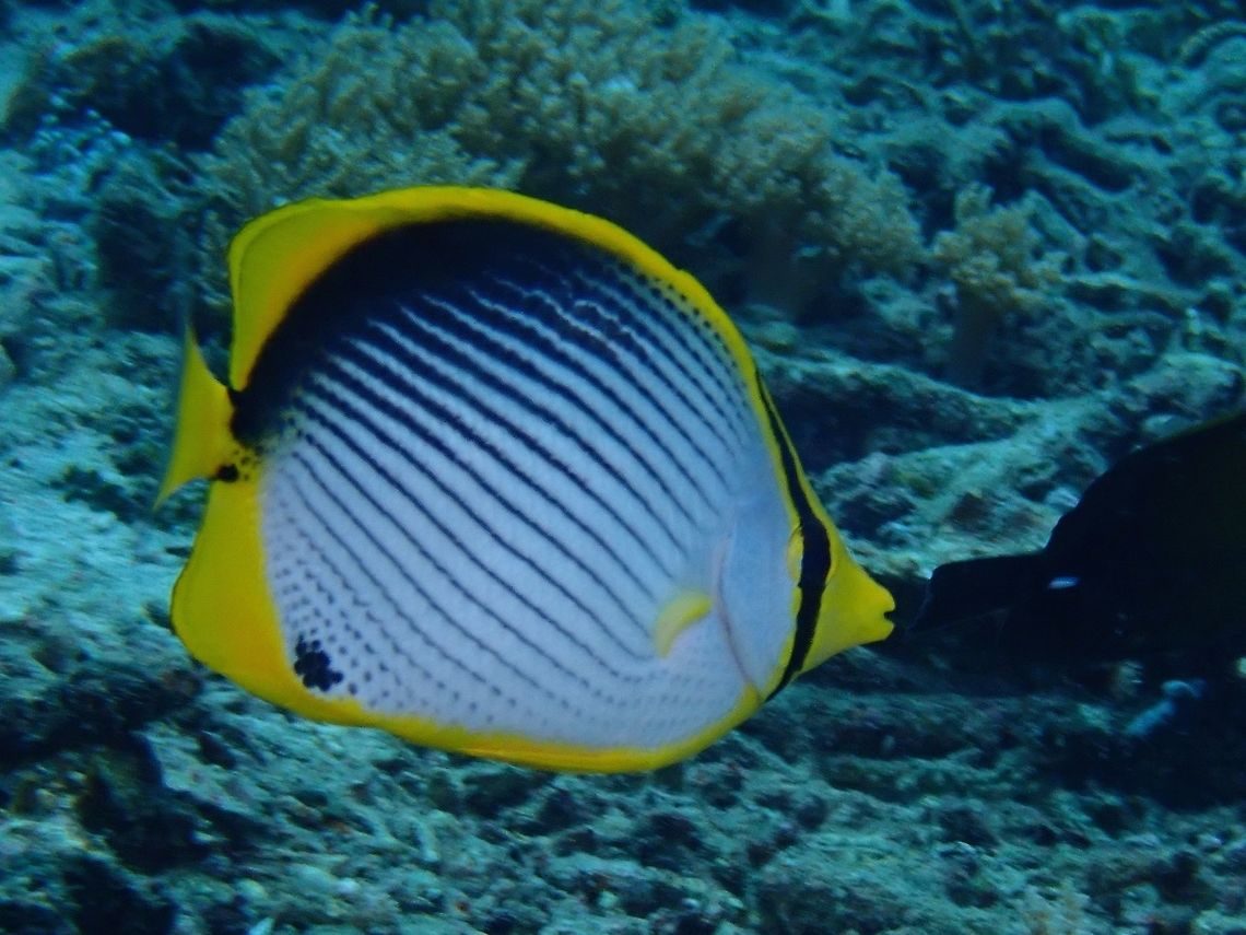 Blackback Butterflyfish - Chaetodon melannotus The Blackback Butterflyfish - Chaetodon melannotus has white body with many diagonal black lines; black on upper back; black saddle on base of tail. Bali,Blackback Butterflyfish,Butterflyfish,Chaetodon melannotus,Fish,Geotagged,Indonesia,Padang Bai,Spring