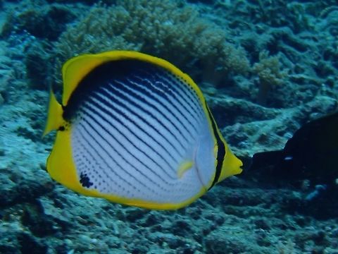 Blackback Butterflyfish - Chaetodon melannotus The Blackback Butterflyfish - Chaetodon melannotus has white body with many diagonal black lines; black on upper back; black saddle on base of tail. Bali,Blackback Butterflyfish,Butterflyfish,Chaetodon melannotus,Fish,Geotagged,Indonesia,Padang Bai,Spring