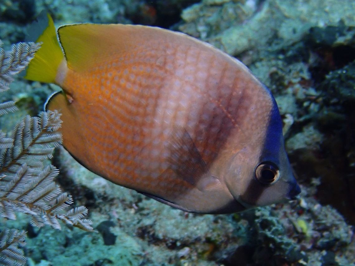 Black-Lipped Butterflyfish - Chaetodon kleini  Bali,Blacklip Butterflyfish,Butterflyfish,Chaetodon kleinii,Fish,Geotagged,Indonesia,Padang Bai,Spring