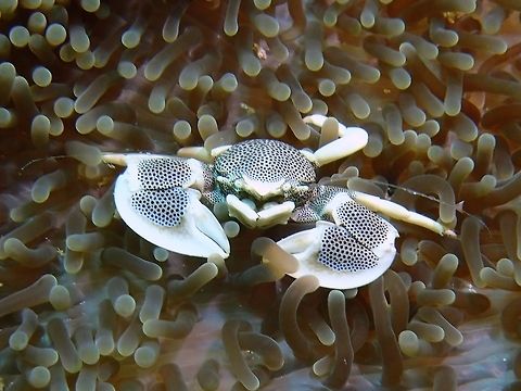 Spotted Porcelain Crab - Neopetrolisthes maculatus  Bali,Crab,Geotagged,Indonesia,Neopetrolisthes maculatus,Padang Bai,Porcelain Crab,Spotted Porcelain Crab,Spring