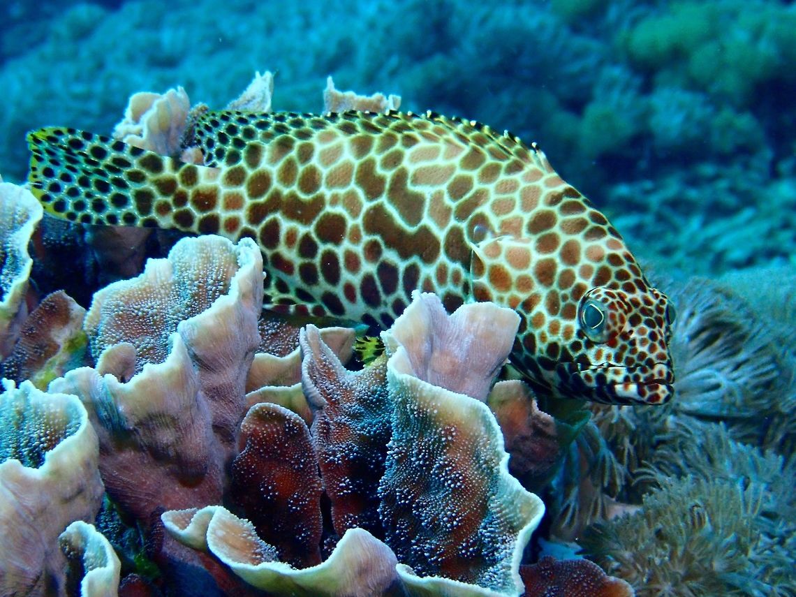 Honeycomb Grouper - Epinephelus merra  Bali,Epinephelus merra,Fish,Geotagged,Grouper,Honeycomb grouper,Indonesia,Padang Bai,Spring