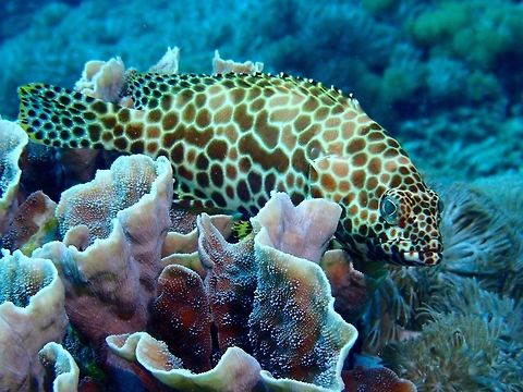 Honeycomb Grouper - Epinephelus merra  Bali,Epinephelus merra,Fish,Geotagged,Grouper,Honeycomb grouper,Indonesia,Padang Bai,Spring