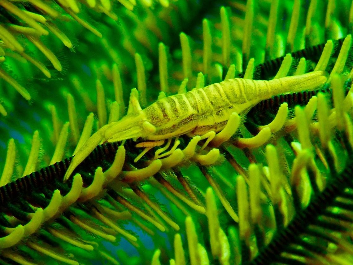 Crinoid Shrimp - Periclimenes cornutus  Bali,Commensal Shrimp,Crinoid Shrimp,Geotagged,Indonesia,Padang Bai,Periclimenes cornutus,Shrimp,Spring