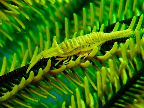 Crinoid Shrimp - Periclimenes cornutus  Bali,Commensal Shrimp,Crinoid Shrimp,Geotagged,Indonesia,Padang Bai,Periclimenes cornutus,Shrimp,Spring
