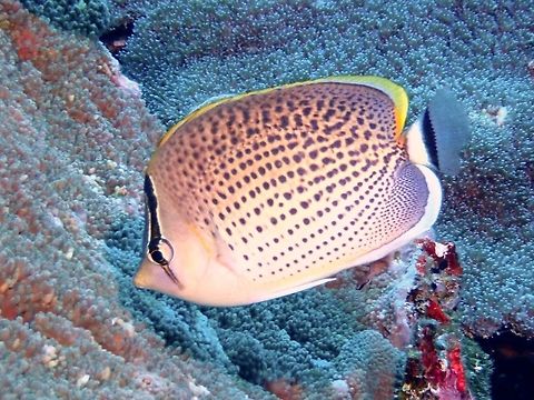 Spotted Butterflyfish - Chaetodon guttatissimus The Spotted Butterflyfish - Chaetodon guttatissimus is beige with distinctive brown to purplish speckling; broad yellow margin on dorsal fin extends across tail base. Bali,Butterflyfish,Chaetodon guttatissimus,Fish,Geotagged,Indonesia,Padang Bai,Peppered Butterflyfish,Spring