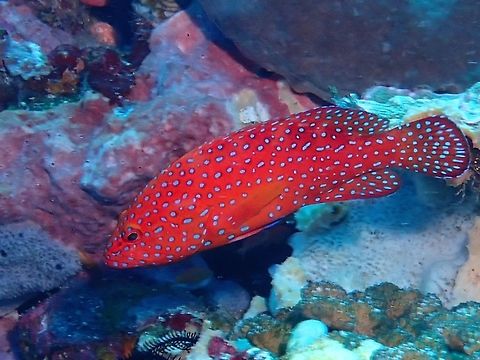 Coral Grouper - Cephalopholis miniata  Bali,Cephalopholis miniata,Coral Grouper,Coral hind,Fish,Geotagged,Grouper,Indonesia,Padang Bai,Spring