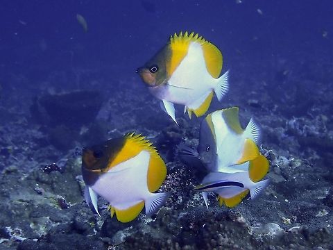 Pyramid Butterflyfish - Hemitaurichthys polylepis  Bali,Butterflyfish,Fish,Geotagged,Hemitaurichthys polylepis,Indonesia,Padang Bai,Pyramid butterflyfish,Spring