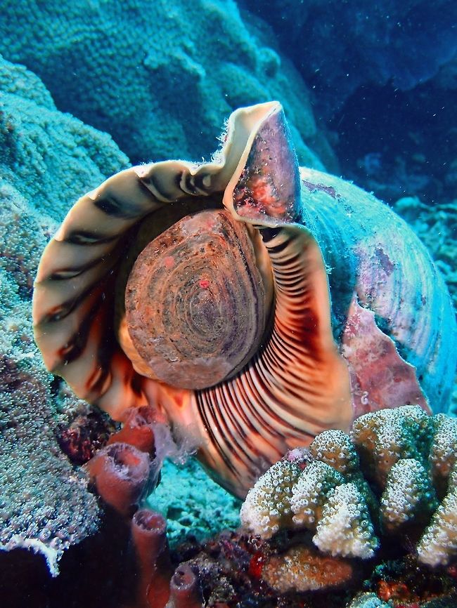 Triton's Trumpet - Charonia tritonis  Bali,Charonia tritonis,Geotagged,Indonesia,Padang Bai,Shell,Snail,Spring,Triton,Triton's trumpet