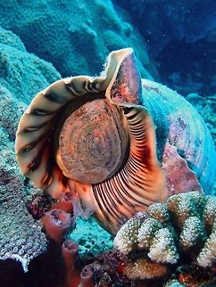 Triton's Trumpet - Charonia tritonis  Bali,Charonia tritonis,Geotagged,Indonesia,Padang Bai,Shell,Snail,Spring,Triton,Triton's trumpet