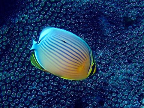 Melon Butterflyfish