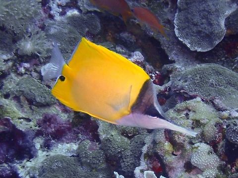 Yellow Longnose Butterflyfish - Forcipiger flavissimus The Yellow Longnose Butterflyfish - Forcipiger flavissimus is also known as the Forceps Butterflyfish Bali,Butterflyfish,Fish,Forceps Butterflyfish,Forcipiger flavissimus,Geotagged,Indonesia,Padang Bai,Spring,Yellow longnose butterflyfish
